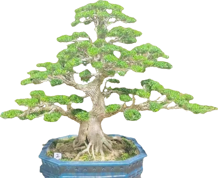 黄杨盆景素材常绿植物 （一物一拍链接，直播间选购，未选勿拍）