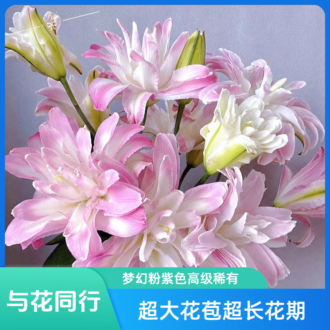 【浪漫七夕】水蜜桃多头重瓣百合，浪漫干净修剪养护插花