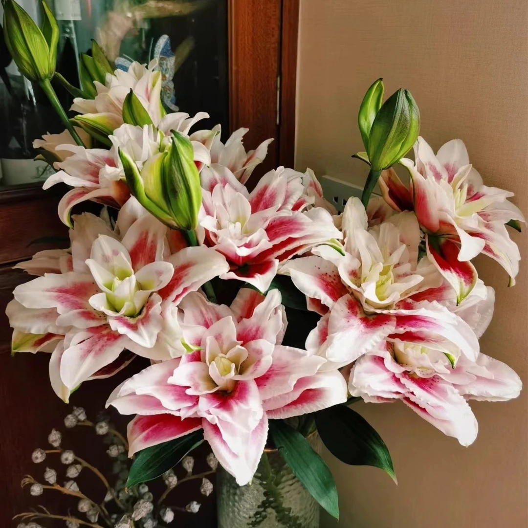 【浪漫七夕】火星之恋重瓣百合——浓香型，热烈激情叶子修剪保湿干净