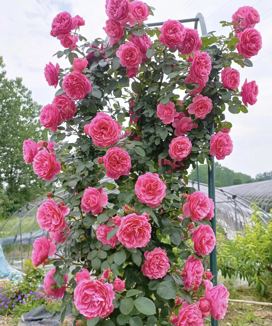 藤本【粉色达芬奇】淡香多季节开花开花机器花期长花量大