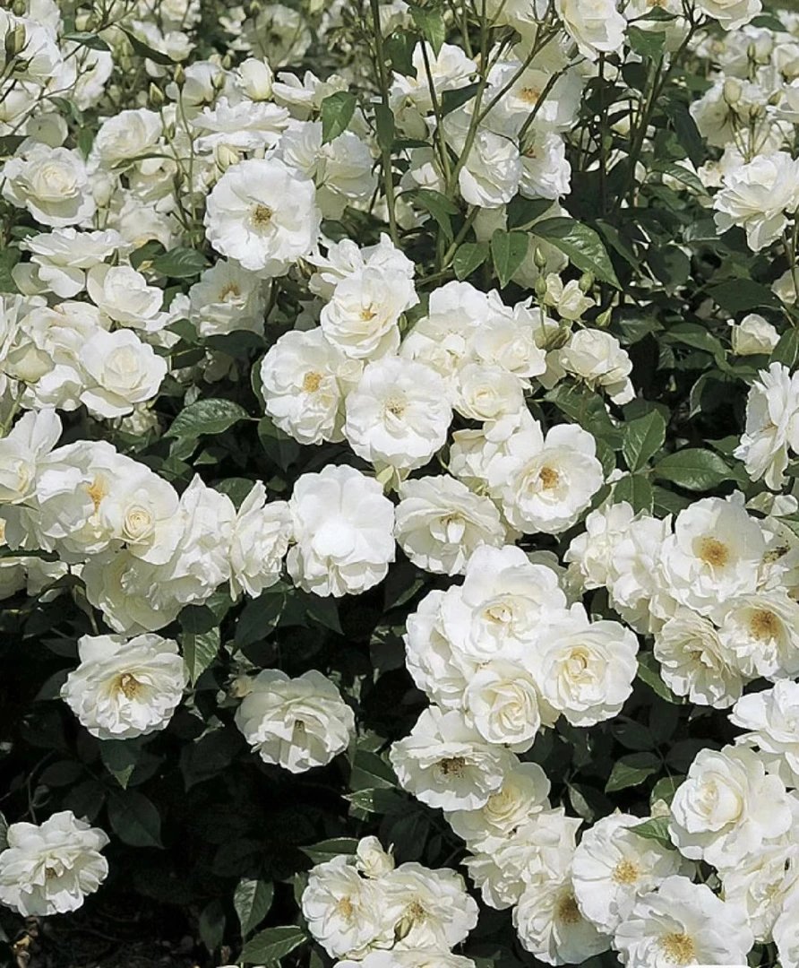 爬藤【藤冰山】淡香雪花一样的纯白色淡雅高洁仙气十足