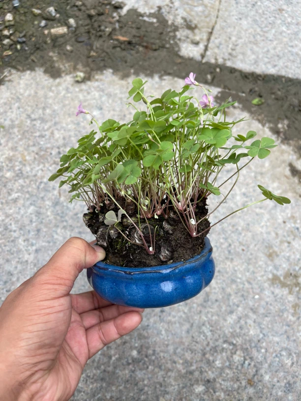 阿亮盆景直播链接