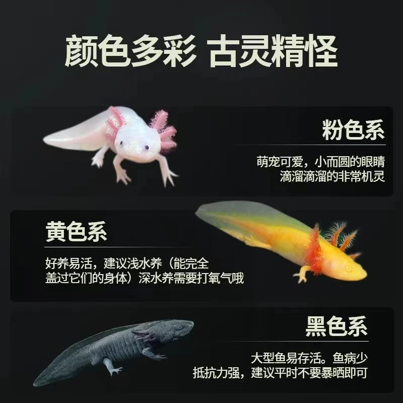 六角恐龙鱼六角龙鱼美西螈混养观赏鱼淡水鱼黑色小型饲养活体纯种