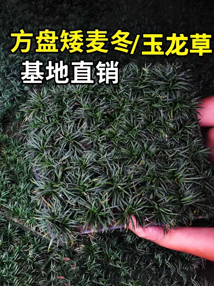 日本矮麦1冬草玉龙草盘苗方盘庭院草坪草皮真草耐寒植物麦1冬草苗