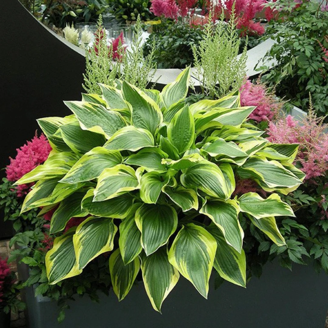 玉簪花 花叶玉簪花苗金边 青叶玉簪花植物盆栽花卉庭院花坛多年生