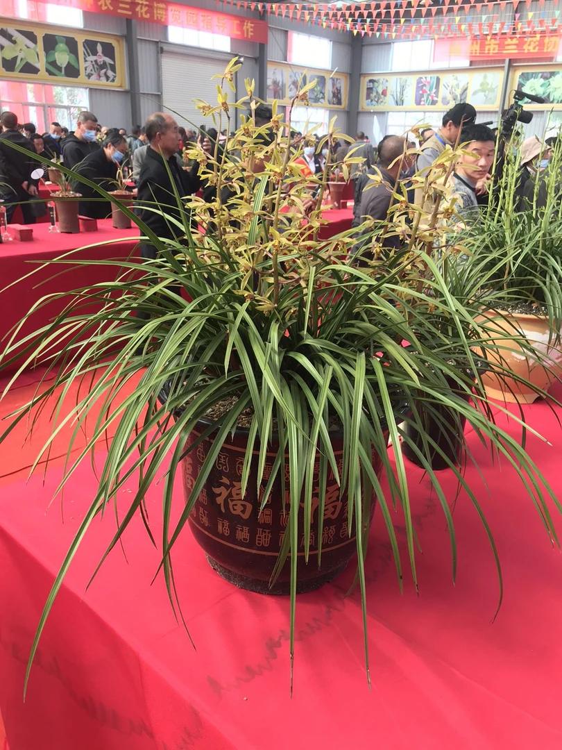 各种品种的兰花兰草一物一价