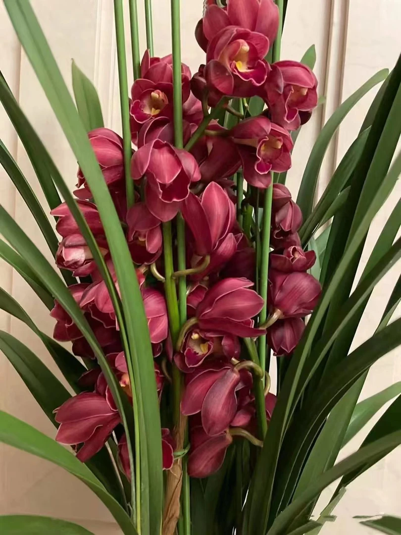 【大红袍】大花惠兰四季都可以种植绿植花卉 耐养耐寒耐旱好养易活