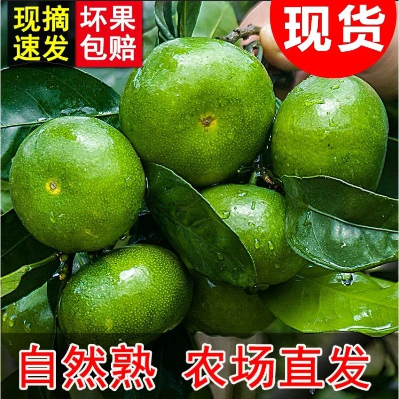 酸甜多汁正宗新鲜蜜橘无核薄皮橘子青皮桔子当季现货现摘