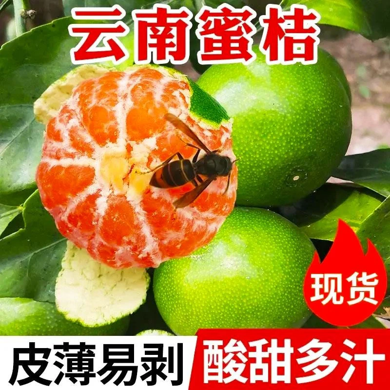 云南蜜桔新鲜现摘早熟青皮橘子当季孕妇水果薄皮超甜无籽整箱批发