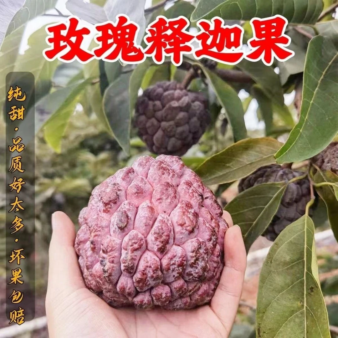 广东湛江-香味玫瑰红释迦果-新鲜采摘-当季热带水果-软糯香甜....