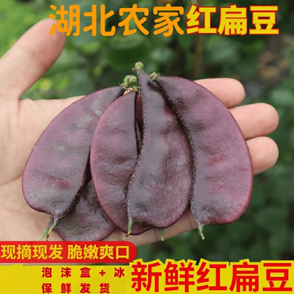 湖北农家现摘新鲜红扁豆露天紫扁豆时令蔬菜扁豆角猪耳朵眉豆包邮
