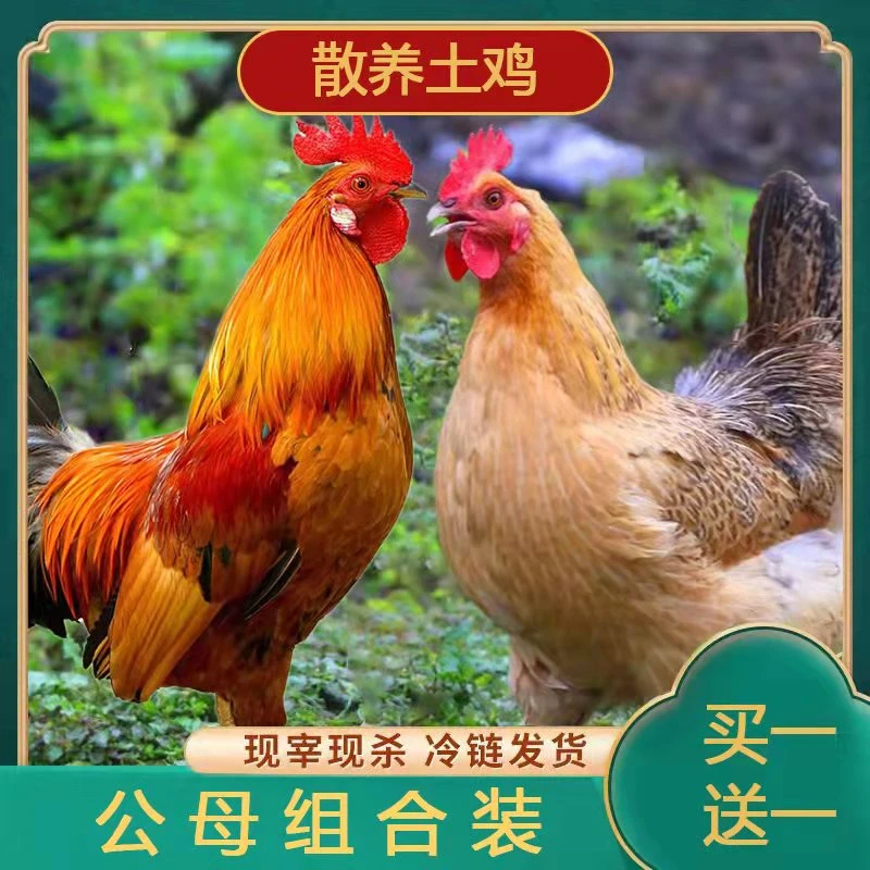 买一送一散养公鸡老母鸡农家土鸡新鲜宰杀溜达鸡顺丰5.5-6斤