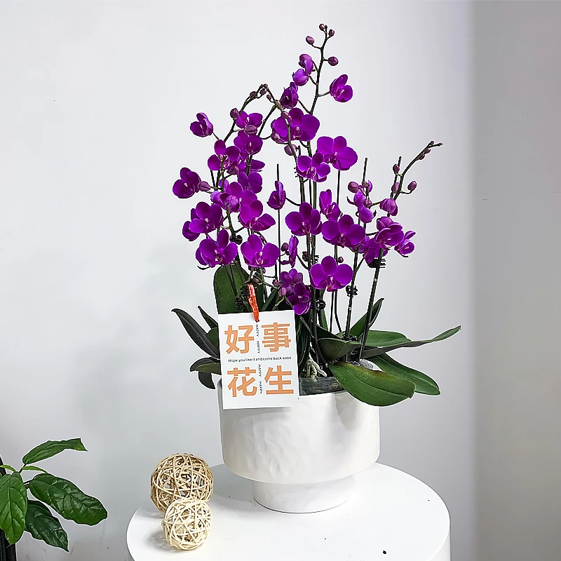 【满天红】鲜花蝴蝶兰 经典年宵花 送礼佳品 热销花卉盆栽