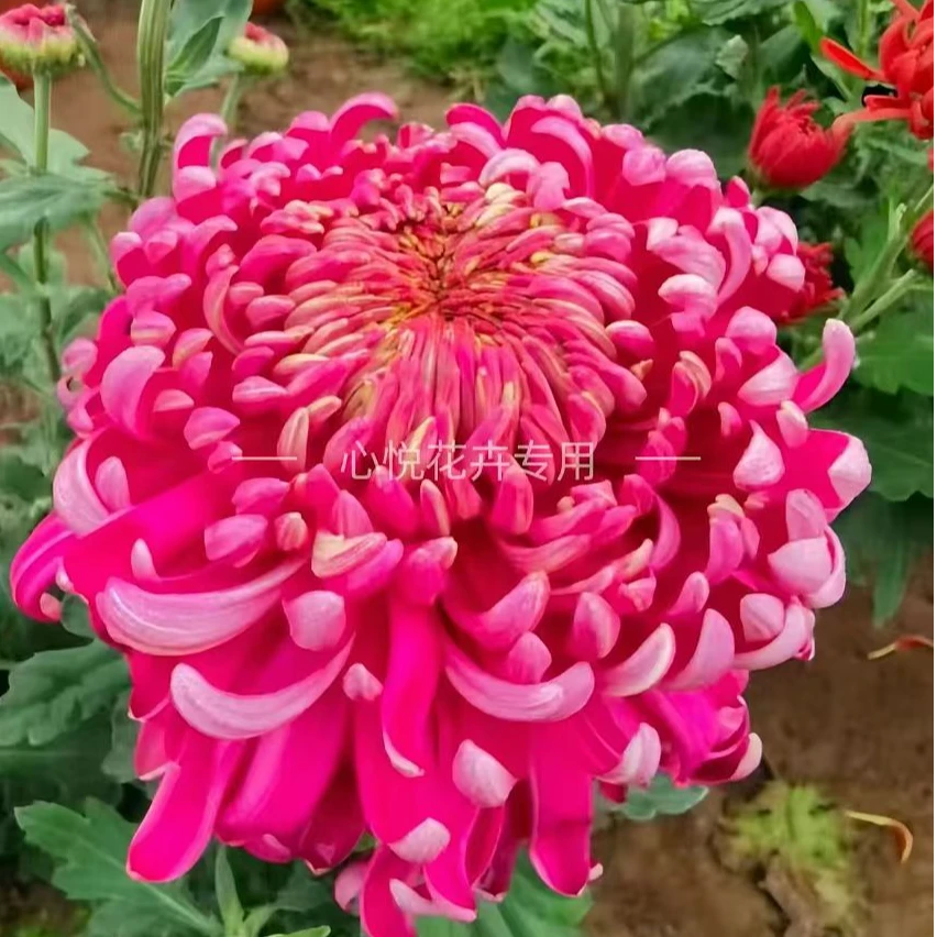 【东海花王】秋菊 包对版 花园阳台庭院 耐寒耐热室内室外易养护