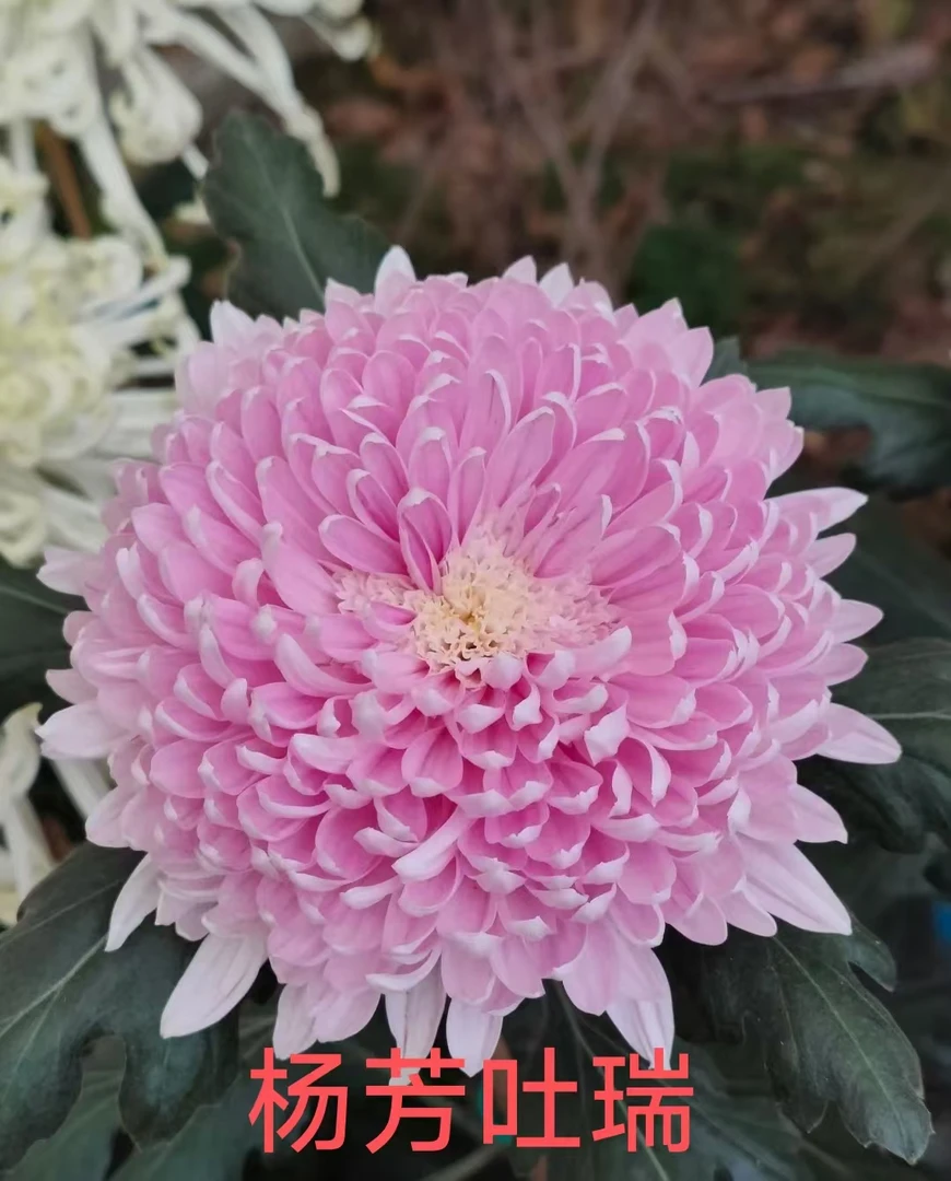 【宝莲灯】菊花 花园阳台庭院 盆栽地栽   盆栽菊花