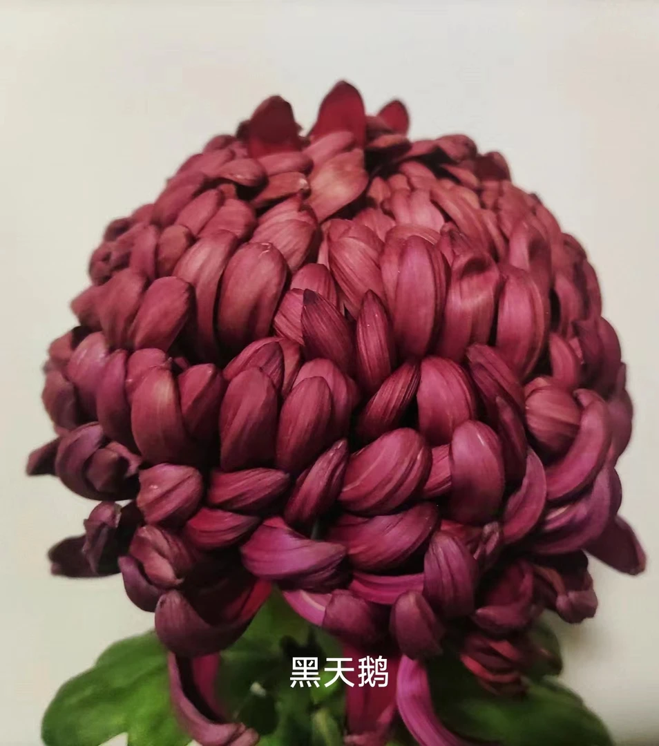 【黑天鹅】秋菊 花园庭院阳台 地栽盆栽移栽 易养护 耐寒耐热