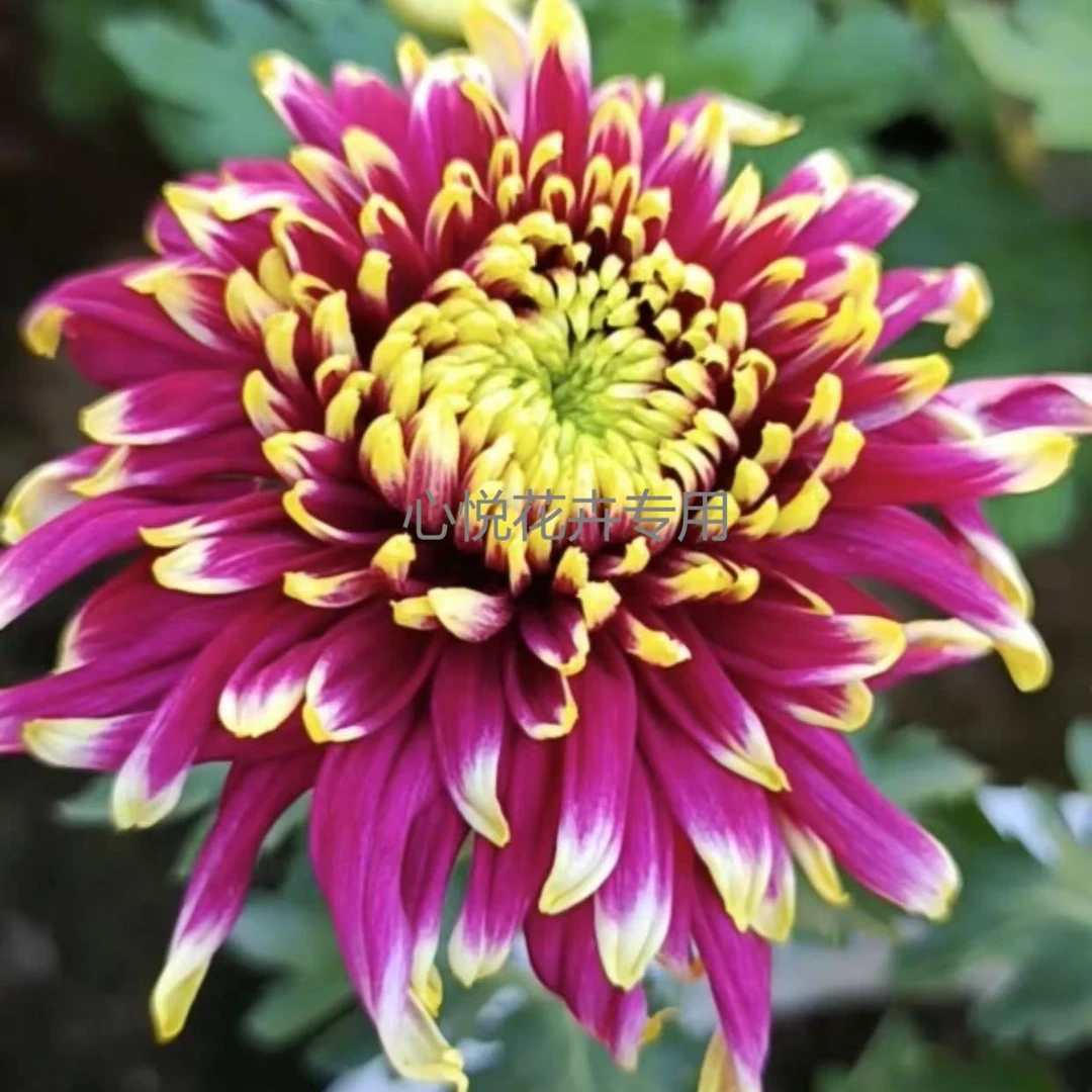 【明玉·彩妆】秋菊包对版 花园阳台庭院 耐寒耐热室内室外菊花