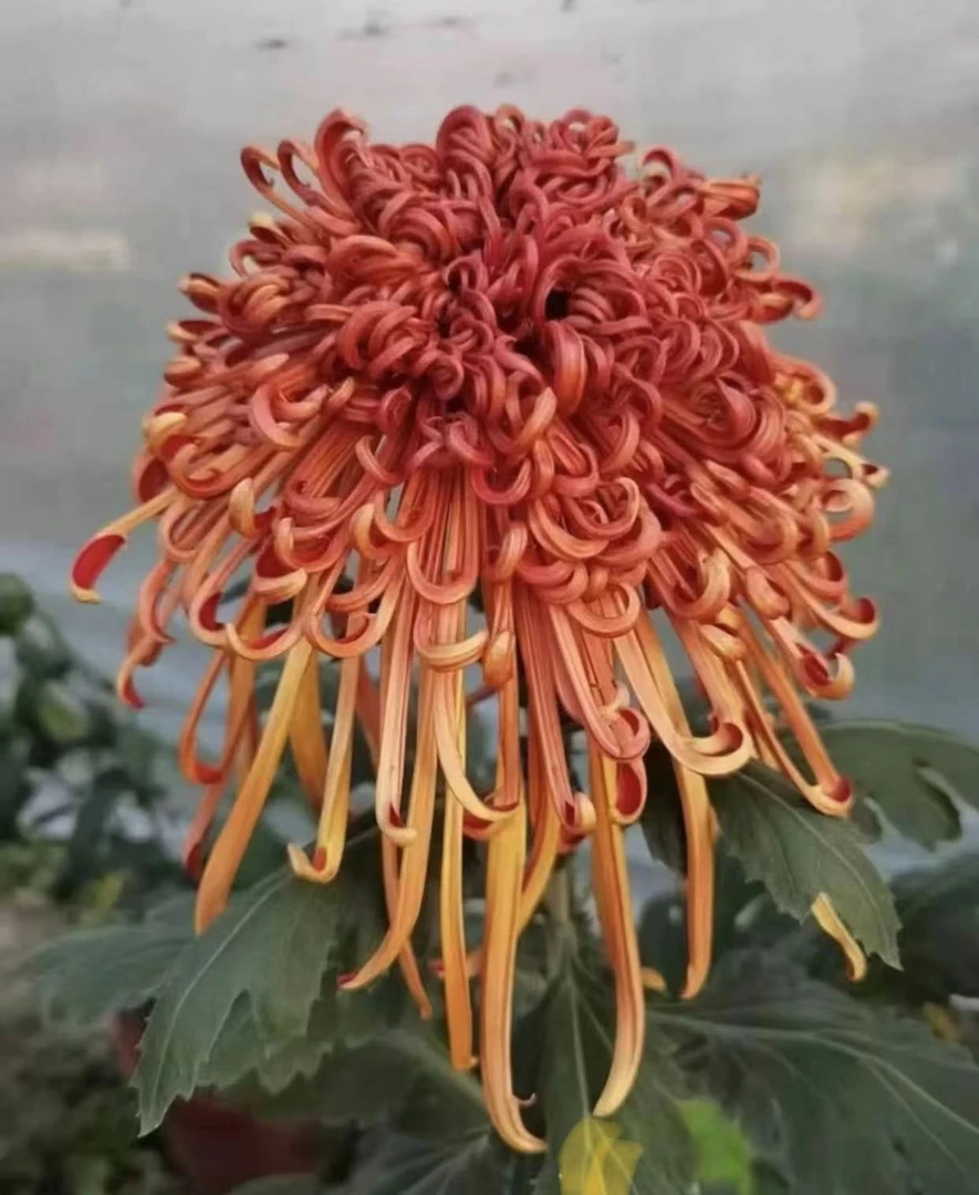【豫鹰·雄狮】独本菊 九华园艺王海涛培育 花园阳台庭院  耐寒耐热