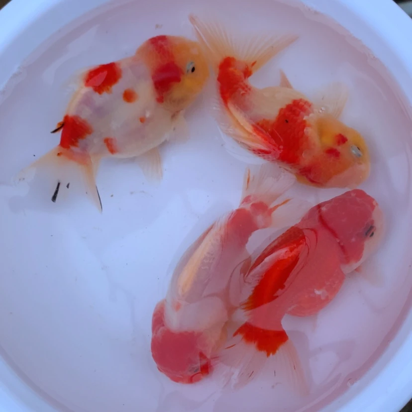 【闪购商品】金鱼淡水不分公母12