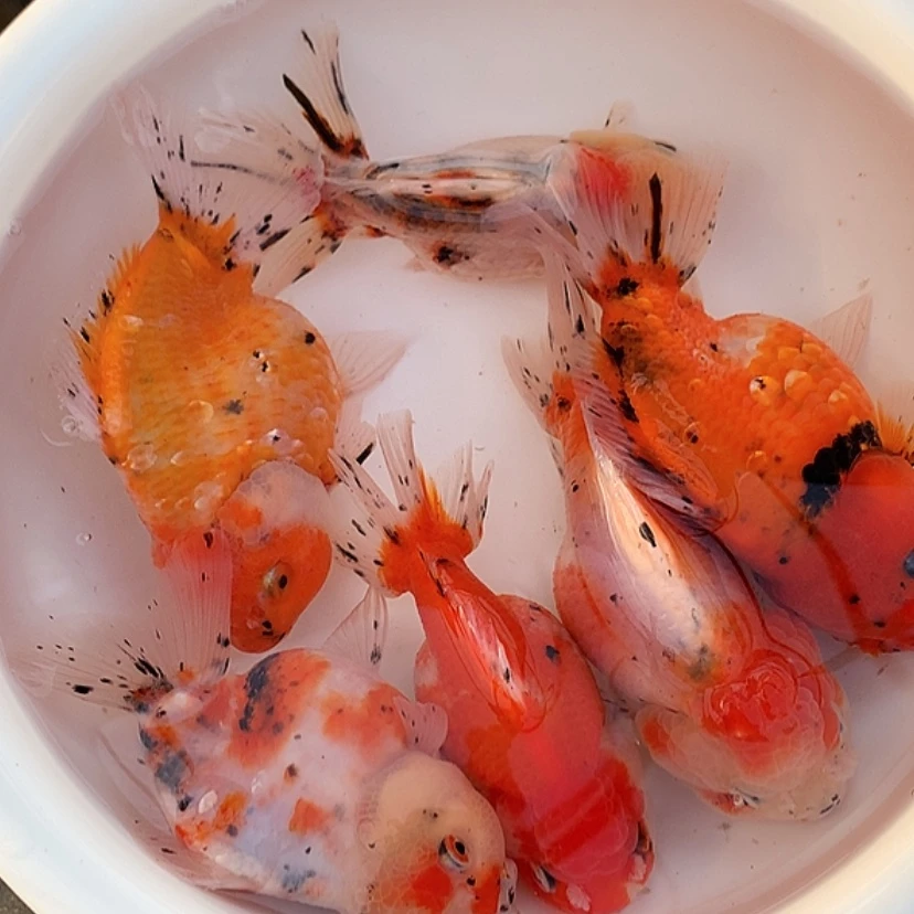 【闪购商品】金鱼淡水不分公母12