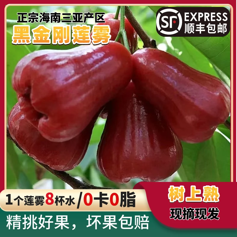 海南黑金刚莲雾热带水果饱腹果多汁脆爽爆汁饱满新鲜香甜鲜甜优质