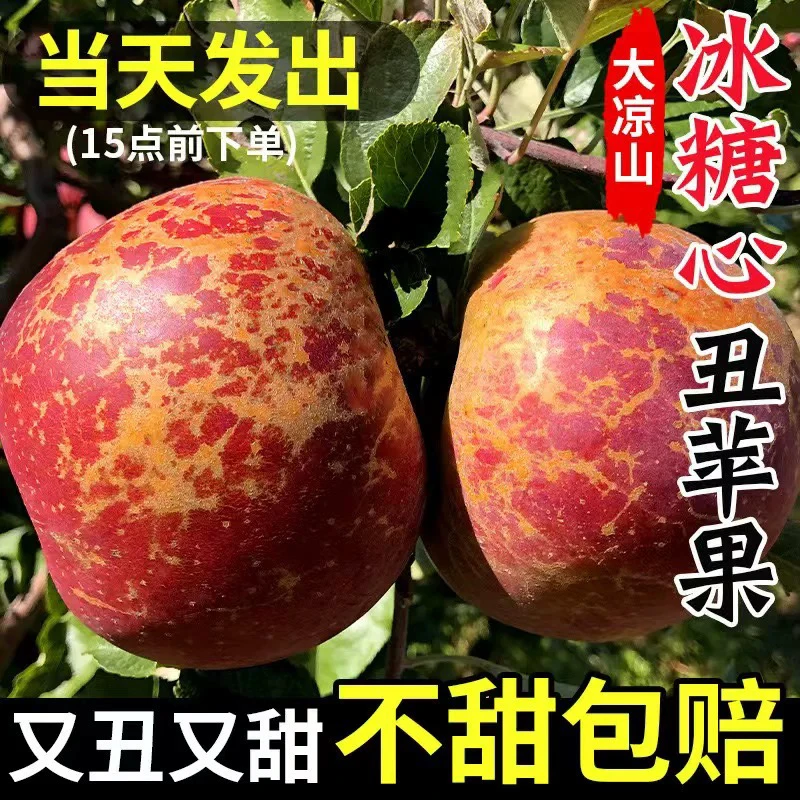 大凉山丑苹果糖心