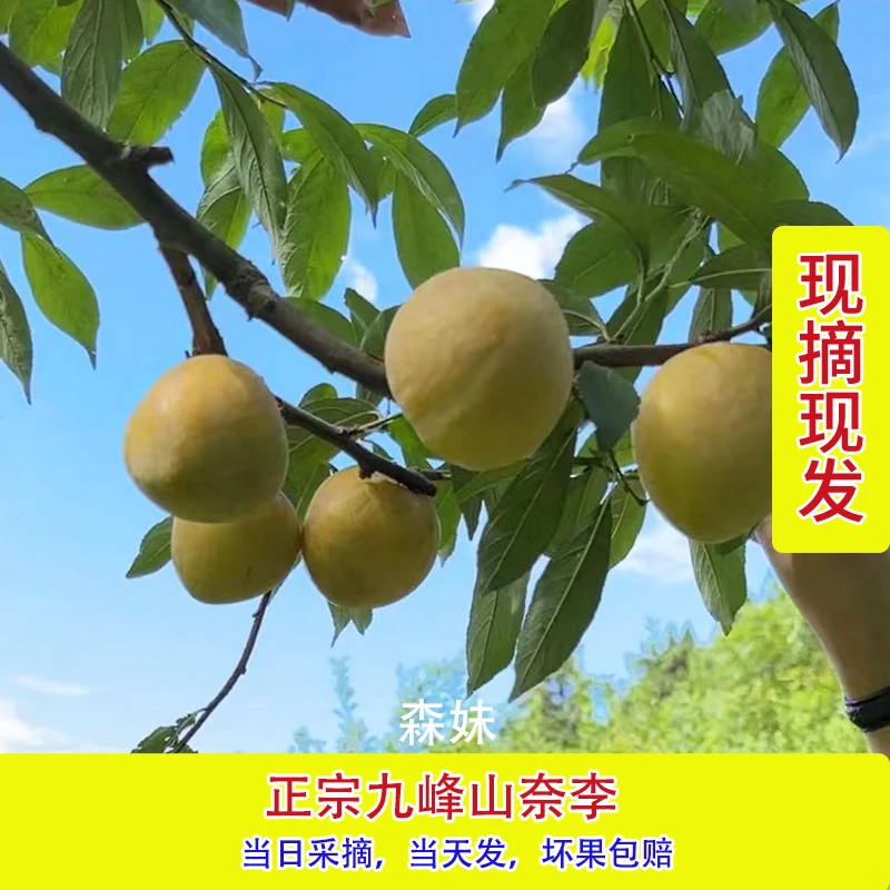 【精品中果】正宗九峰山森妹家奈李新鲜当天摘当天发（顺丰包邮）