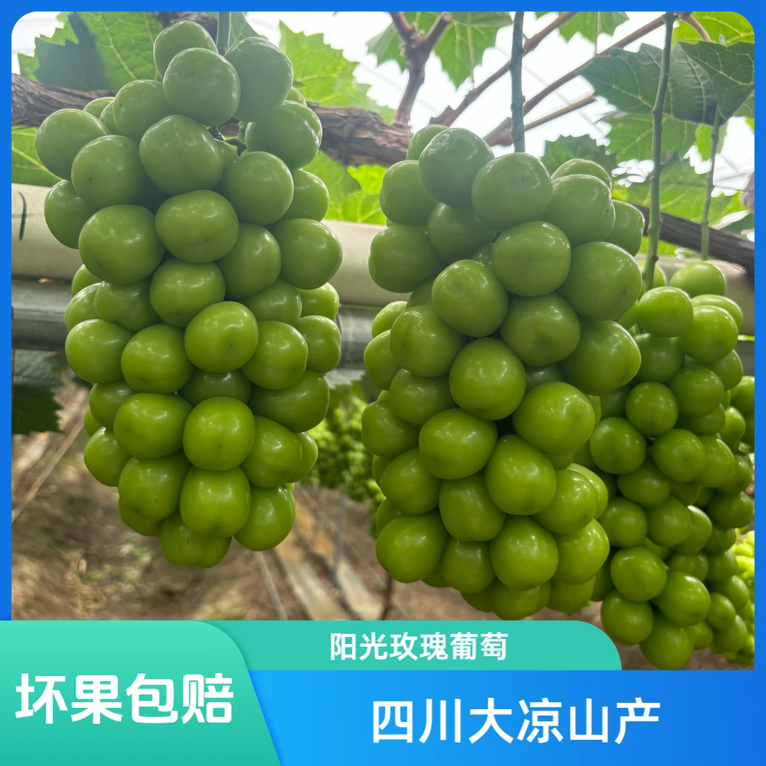 顺丰快递 大凉山阳光玫瑰葡萄