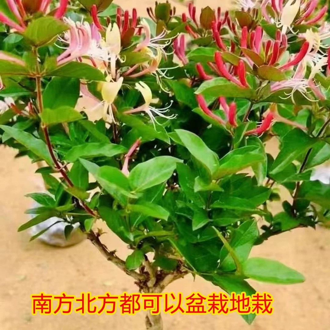 四季金银花 南方种植北方种植