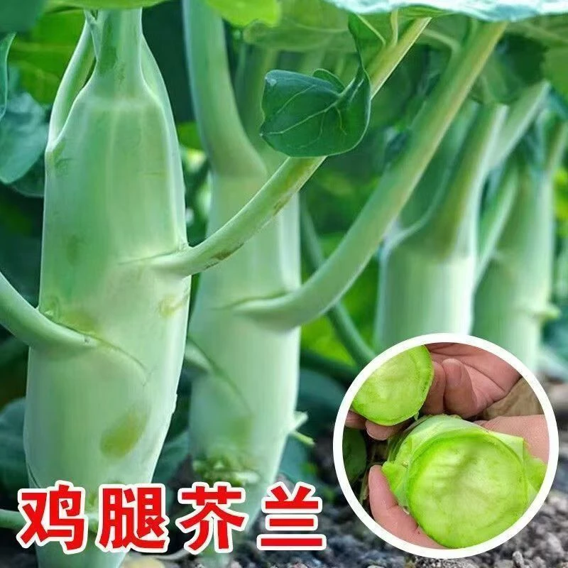 鸡腿芥兰秧苗优质高产阳台庭院盆栽地栽基地直发新手易种植芥兰苗