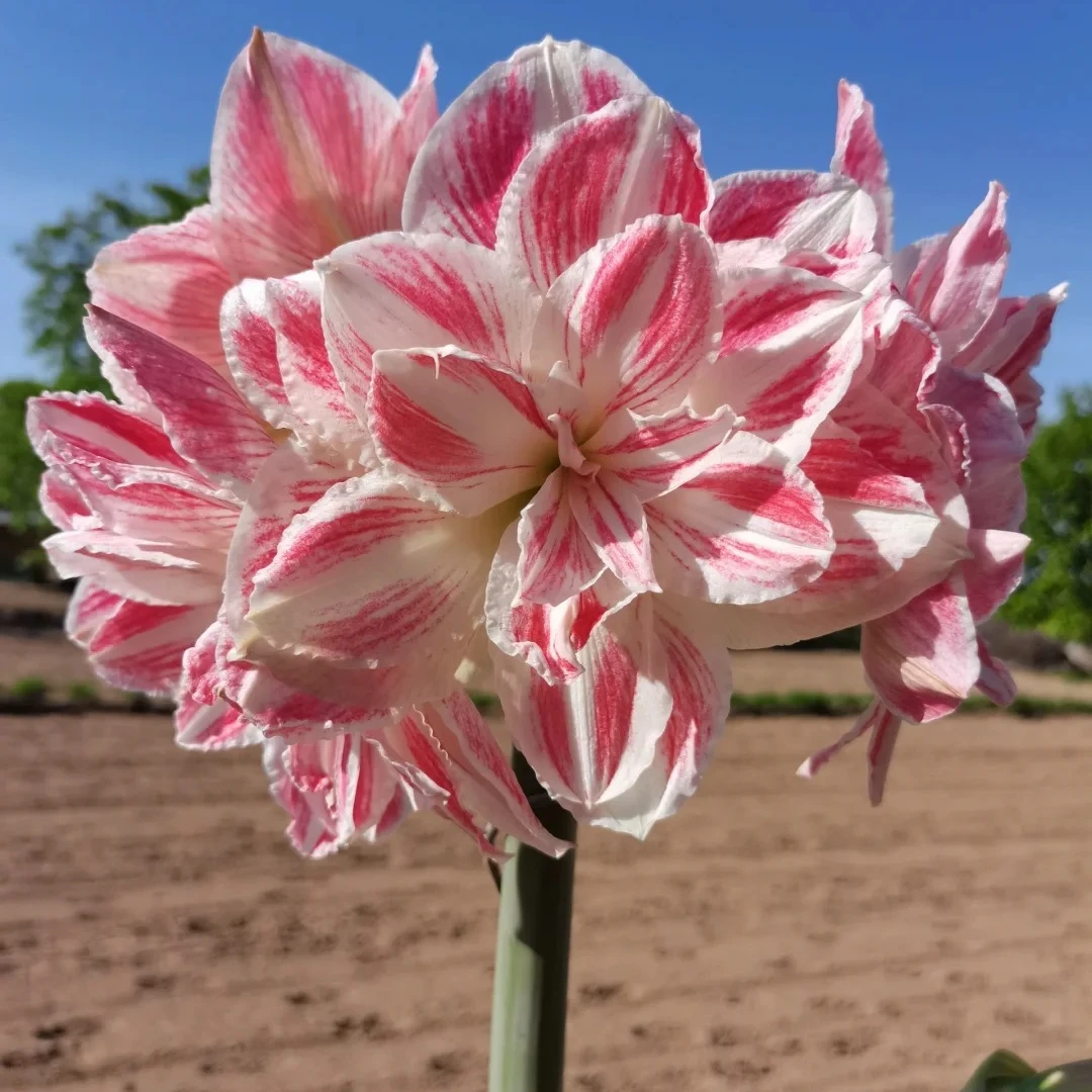 【苗惊奇铃声～新品荷兰】荷兰朱顶红种球球