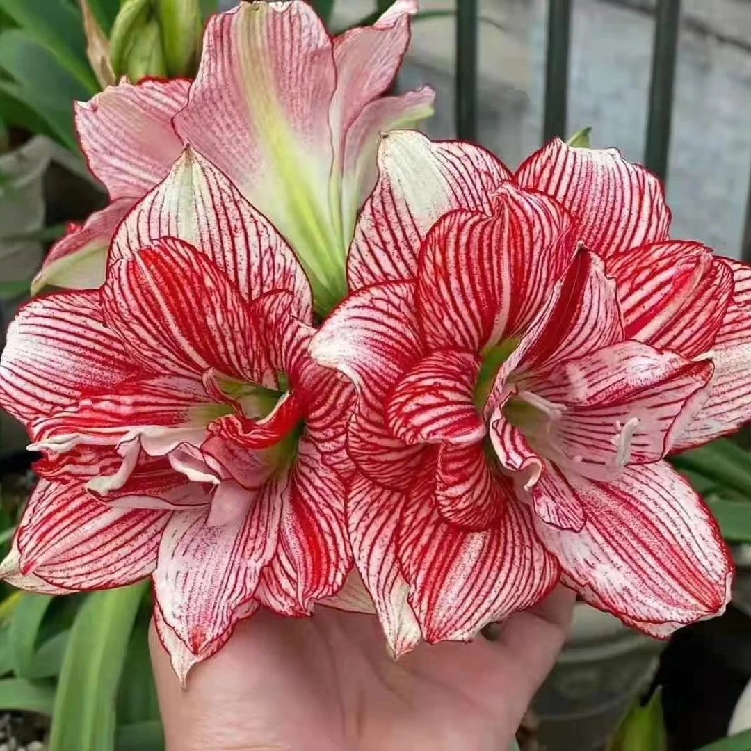 【十二单衣～日朱】重瓣日本朱顶红