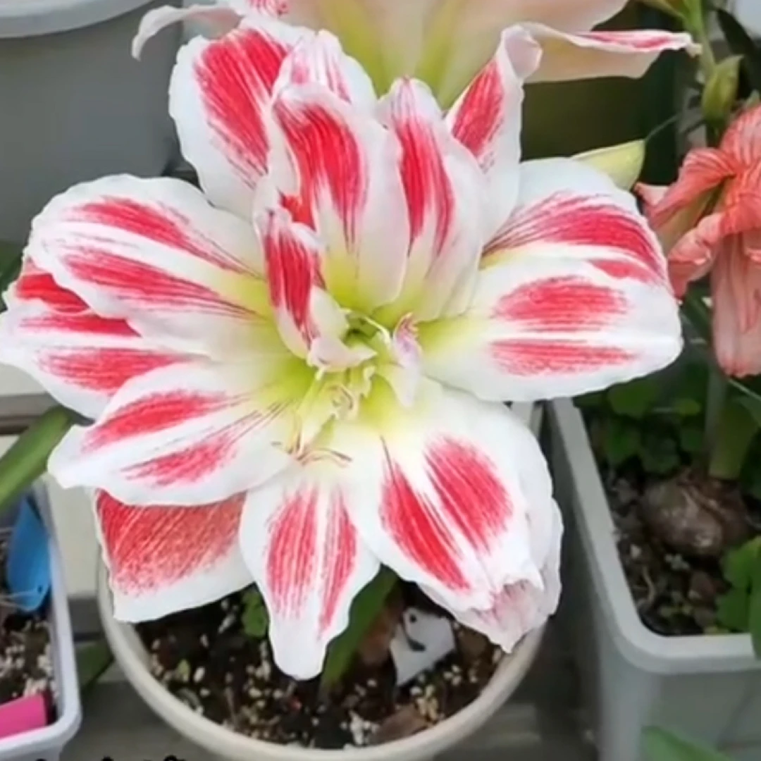 【羽后～重瓣】台朱 朱顶红种球苗