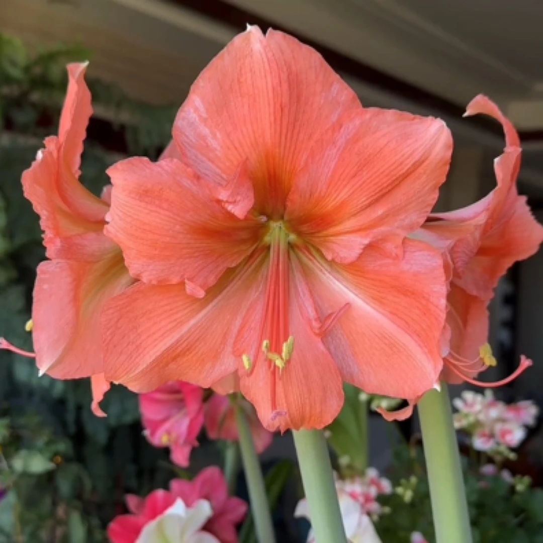 【雷诺娜~单瓣】荷兰朱顶红种球