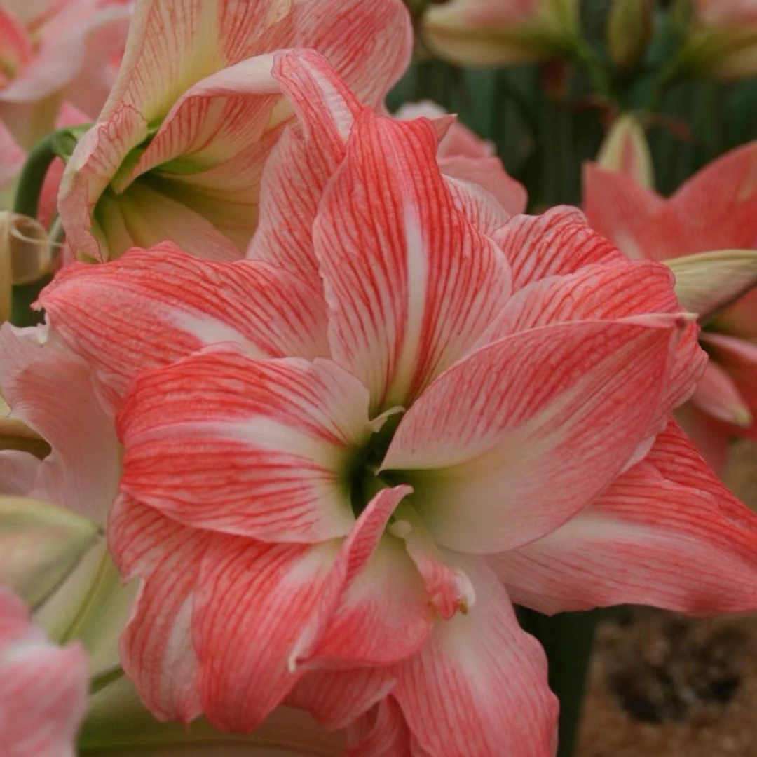 【巨花黛丝～重瓣】荷兰朱顶红种球