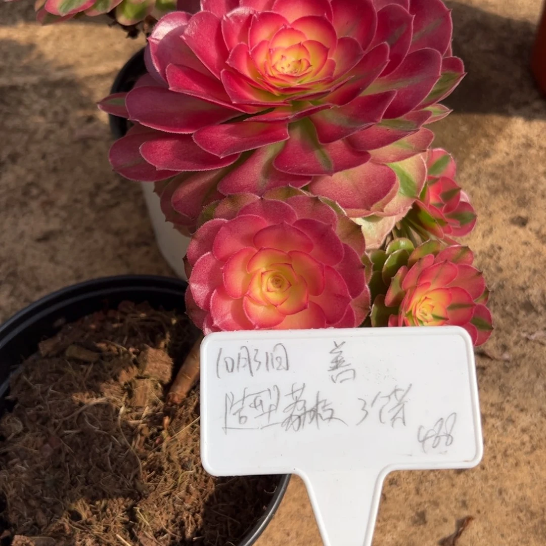 善小荔枝造型桩三个芽15cm