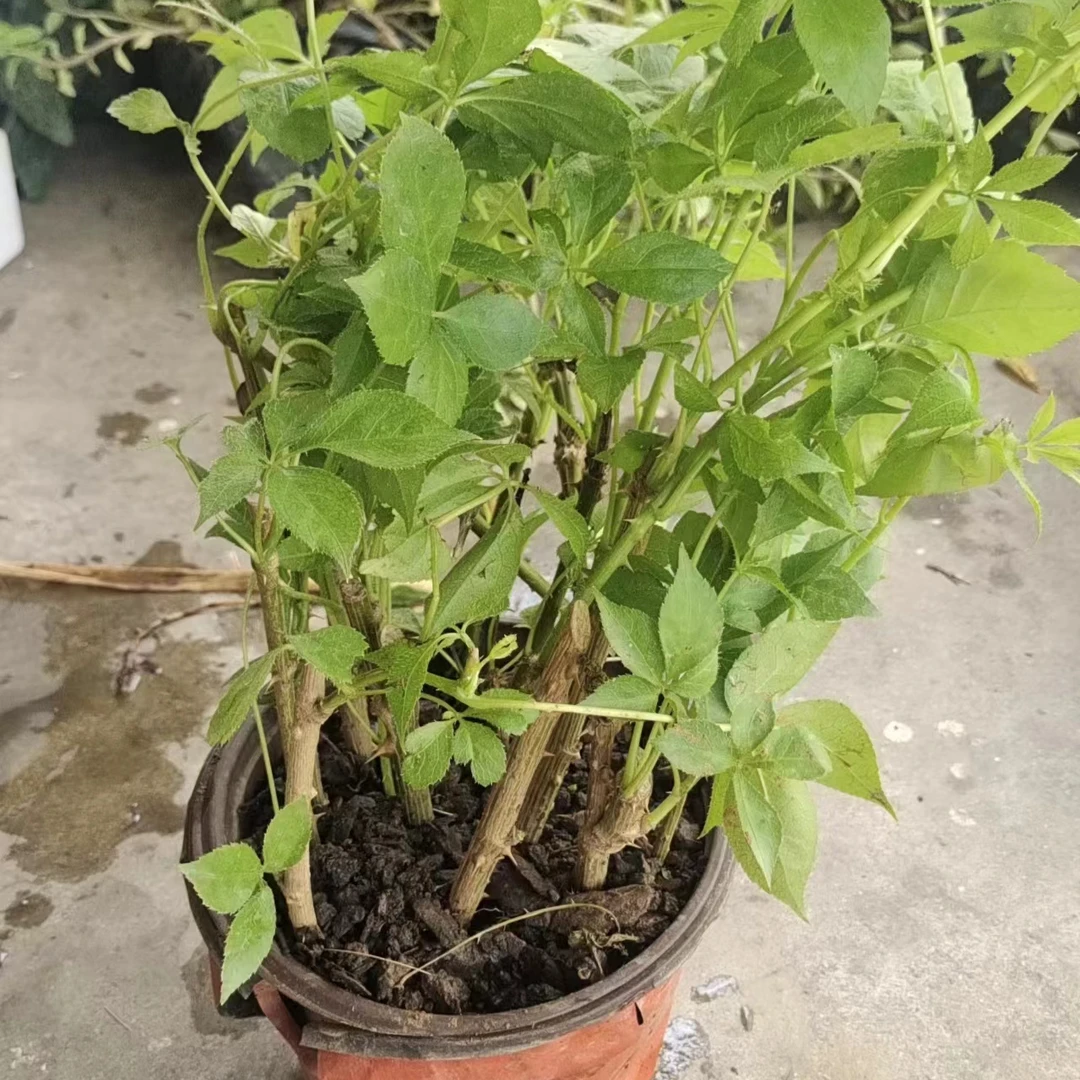 云南德宏特产五加风 清凉回苦 苦菜 阳台DIY试种  刺五加成苗盆栽