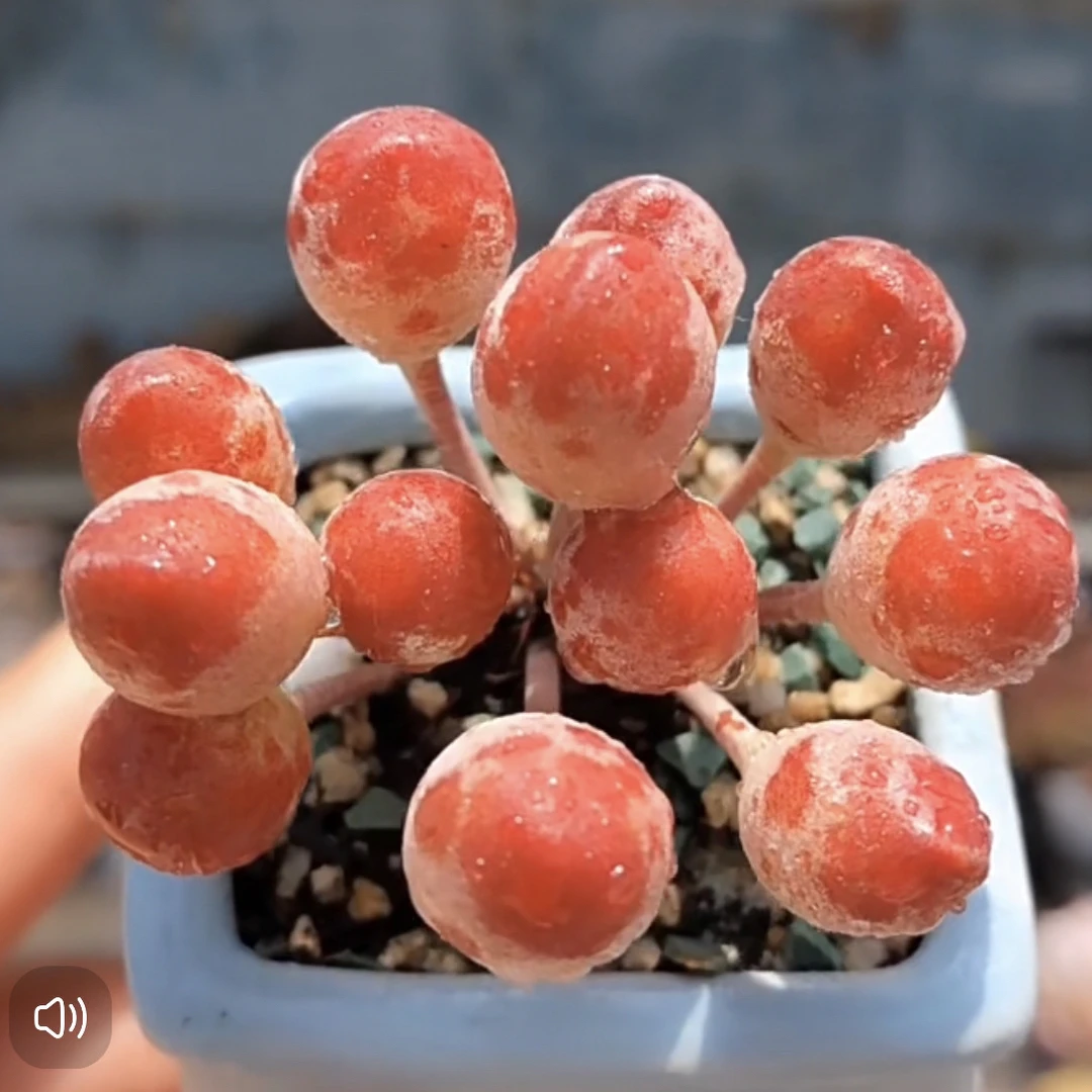 《一件包邮》鼓锤带盆一盆