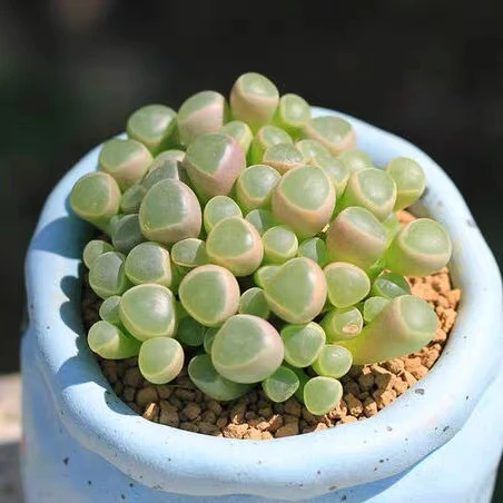 五十铃玉一盆以直播间为准