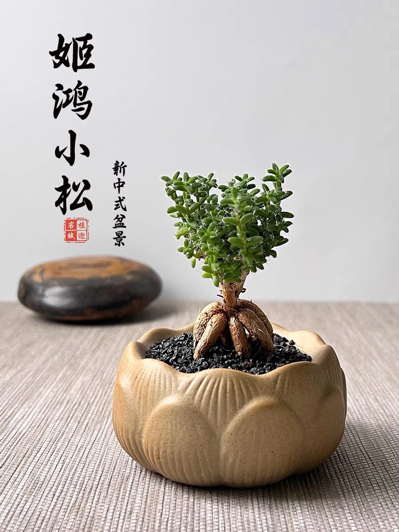 《一件包邮》姬鸿小松带塑料盆栽好一盆