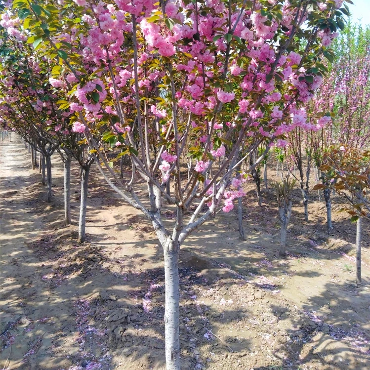高杆樱花树苗盆栽樱花花苗日本嫁接樱花树庭院别墅绿化大型风景树