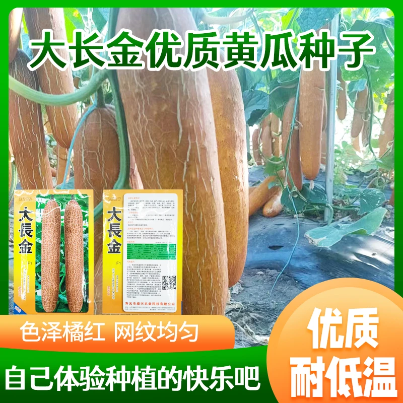 新鲜蔬菜黄瓜旱黄瓜老黄瓜绿色优质清脆饱满种植口感美味