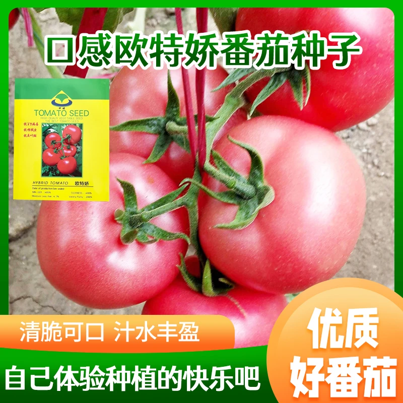 【特价福利西红柿杂交番茄种子】欧特娇杂交绿肩口感番茄西红柿种子