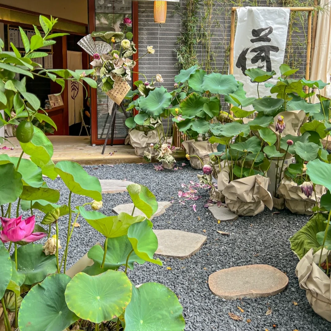 大型荷花盆栽庭院别墅水培高品质荷花带花苞发货造景专用氛围感强