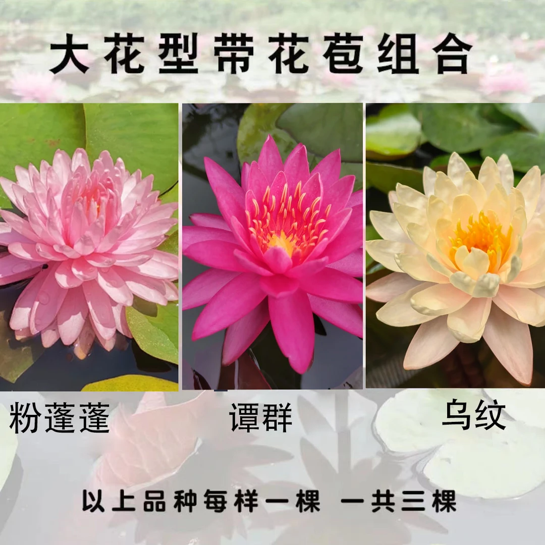 耐寒睡莲中大型品种庭院阳台好养好活