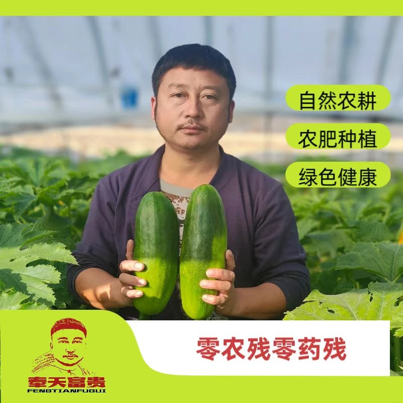 富贵   自然农耕角瓜西葫芦2斤3斤