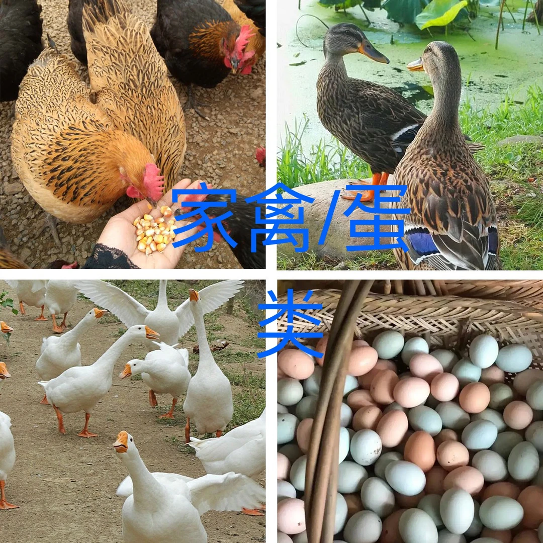 【家禽/蛋类】湖南农家散养土鸡/鸭/鹅/蛋