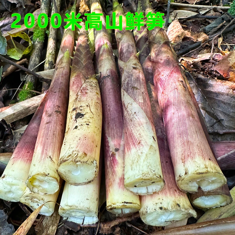 熊猫笋七月笋四川雅安高山竹笋刺竹笋牛尾笋鲜笋带壳发货方竹笋