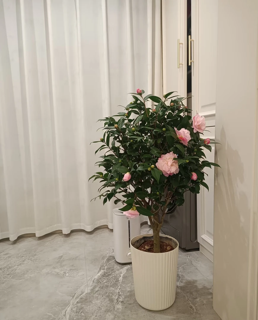 香妃茶花 庭院阳台盆栽花卉 带花苞 黑色育苗盆原土发货 好养护