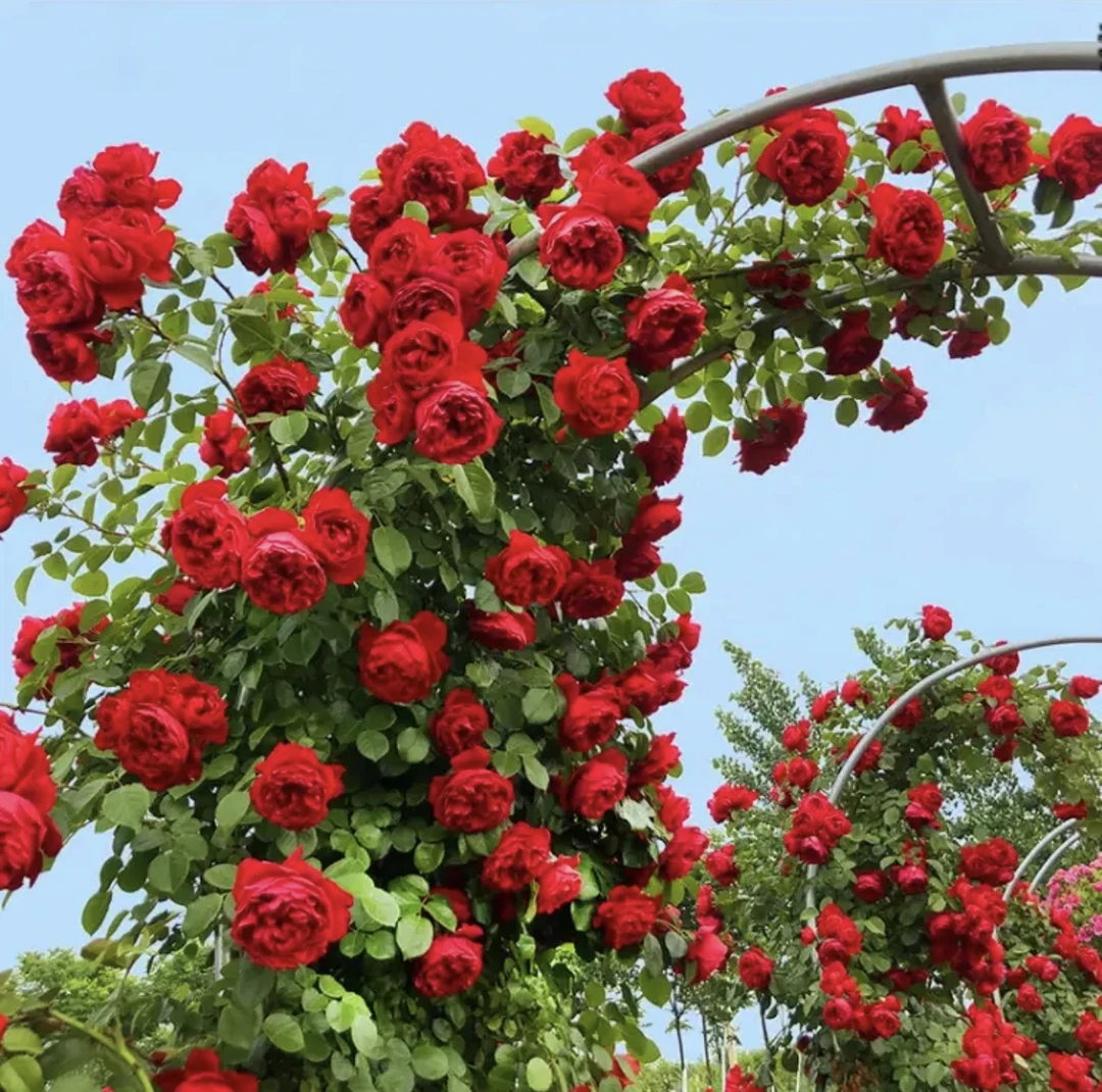 顺丰包邮 爬藤月季浓香大花 蔷薇花庭院阳台种植